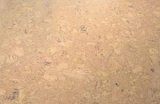 Пробковое покрытие Wicanders Cork Essence PERSONALITY CHAMPAGNE